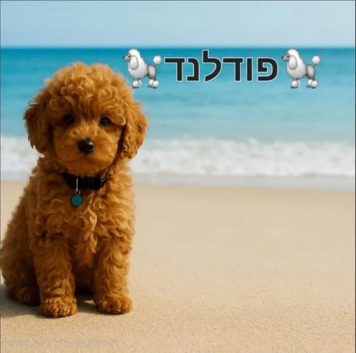 🐩פודלנד🐩